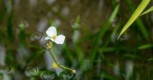 沢瀉（おもだか）