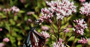 秋が吹きました