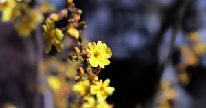 「教えるの語源は「愛しむ」」花屋の向こう側