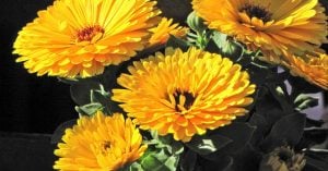 金盞花（きんせんか）