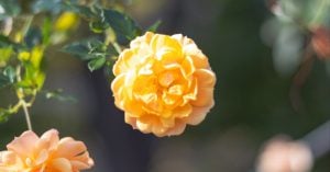 典座（てんぞ）