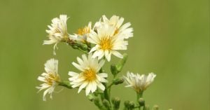 明日はやがて秋だろう