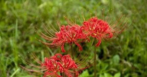 彼岸花咲くころ