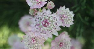 星は昴（すばる）