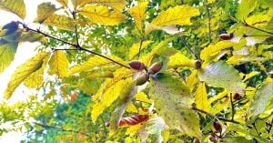 名の木散る（なのきちる）