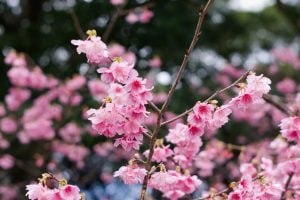 二十四節気「春分」