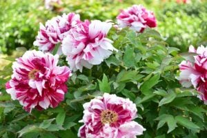 牡丹（ボタン）花言葉「風格」「高貴」「誠実な心」