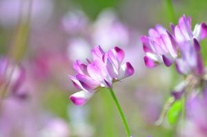 二十四節気「清明」