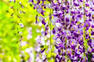 藤の花　花言葉「優しさ」「歓迎」「決して離れない」