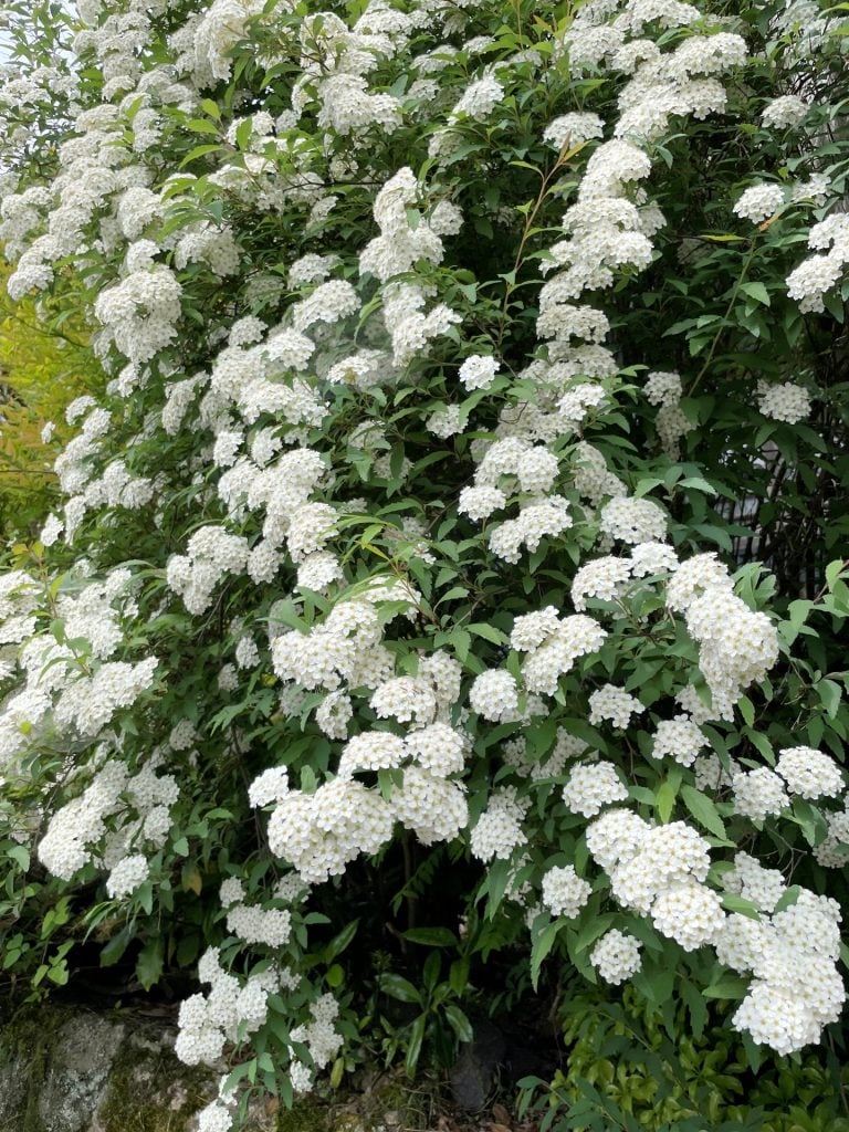 ふとした瞬間に目に映る白い花のかたまりは、季節のやさしいしらせであり、努力が花開く瞬間の象徴のようにも見えます。