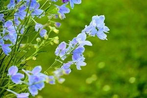 デルフィニウム　花言葉「あなたは幸福をふりまく」「清明」「高貴」