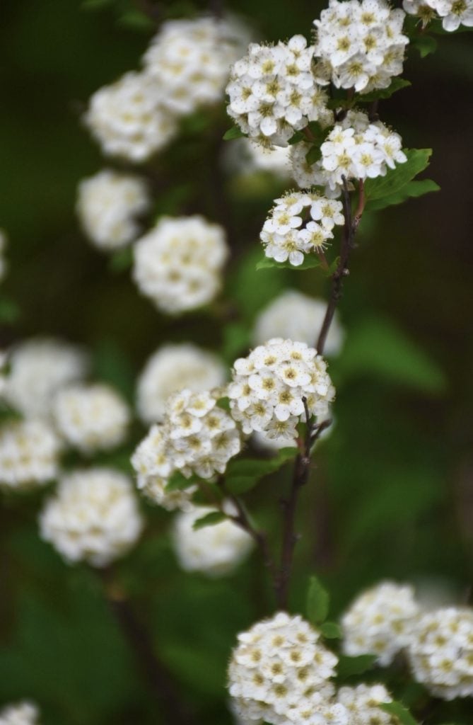 春から初夏にかけて、街角や庭を明るく彩るコデマリ。