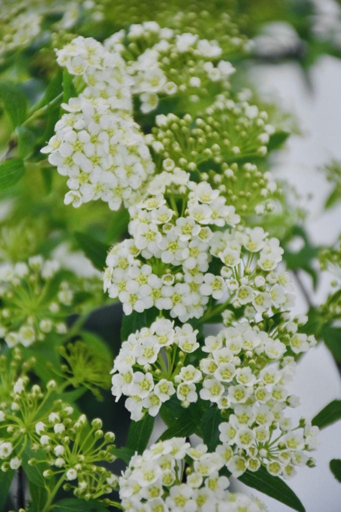 コデマリ　花言葉「優雅」「上品」「努力の成果」。