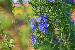 ローズマリー　─ 思い出に寄り添う香り