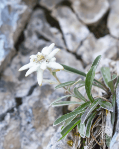 エーデルワイス　花言葉「大切な思い出」「勇気」「崇高な美しさ」