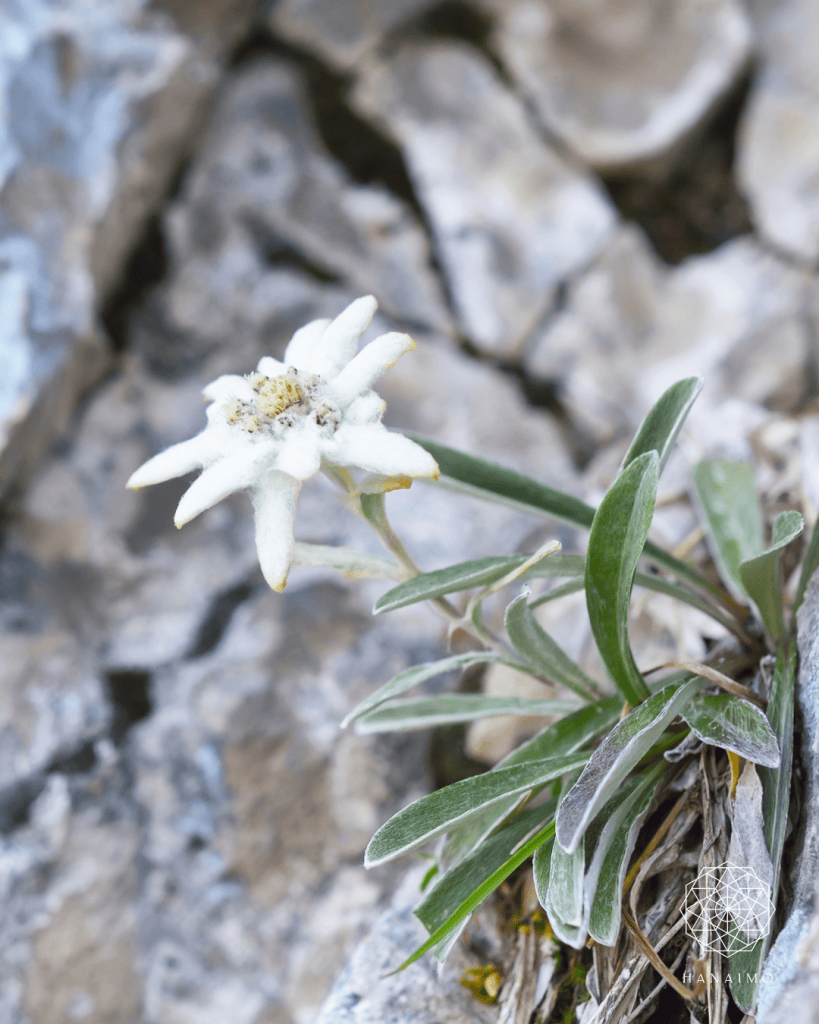 エーデルワイス　花言葉「大切な思い出」「勇気」「崇高な美しさ」