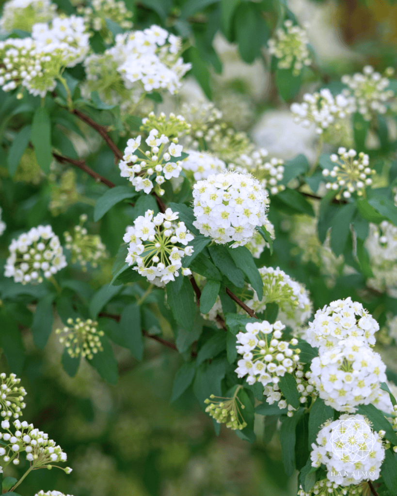 コデマリ　花言葉「優雅」「上品」「努力の成果」。