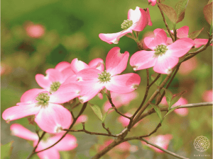花水木（ハナミズキ）花言葉「永続する愛」「返礼の心」