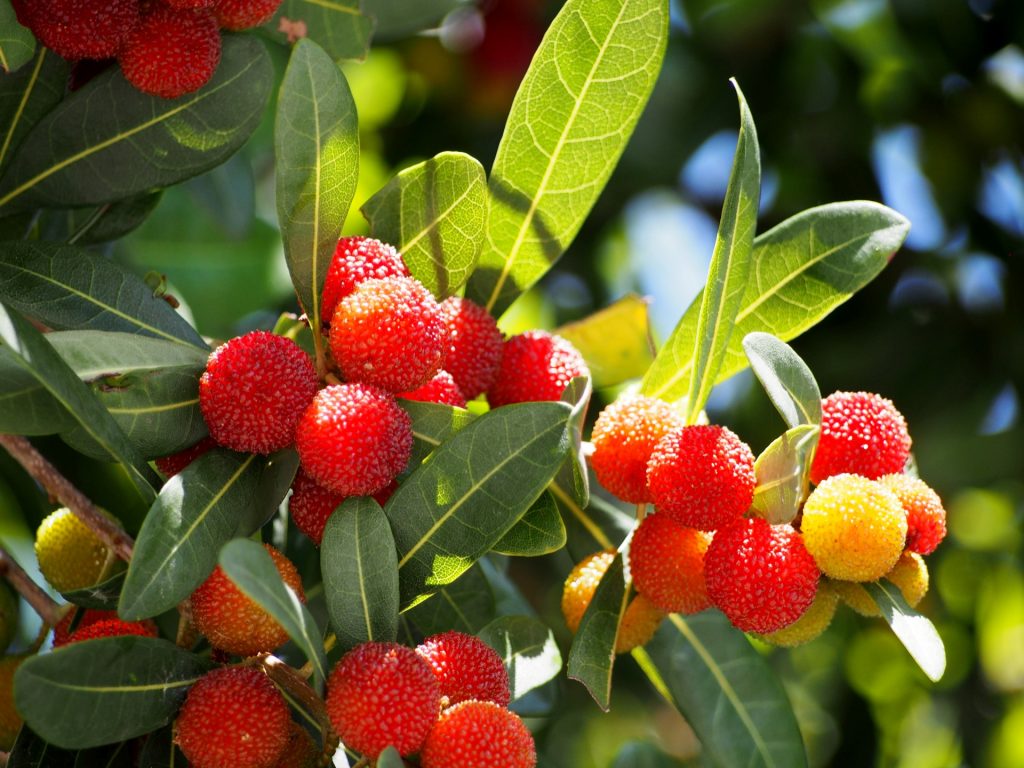 ヤマモモ　花言葉「教訓」　「ただひとりを愛する」　「一途」　