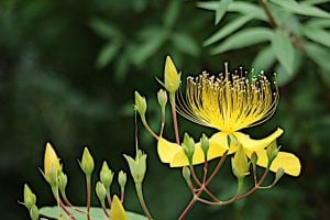 未央柳（ビヨウヤナギ）花言葉「気高さ」「有用」「あふれる想い」