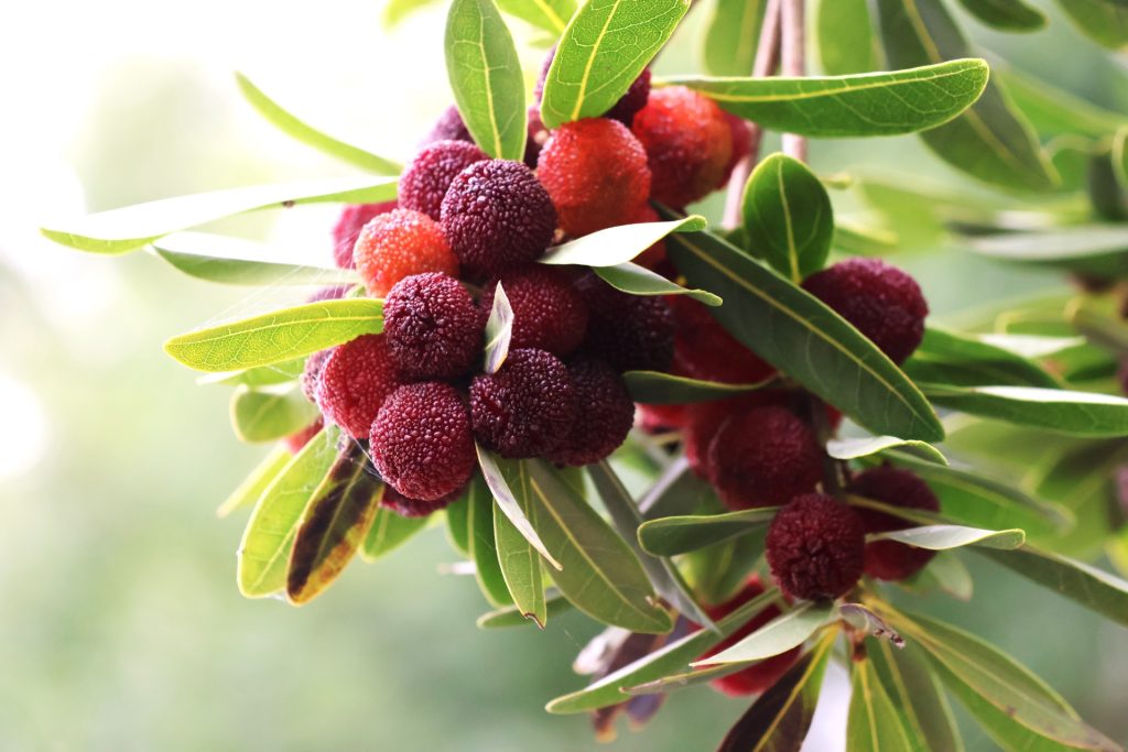 ヤマモモ　花言葉「教訓」　「ただひとりを愛する」　「一途」　