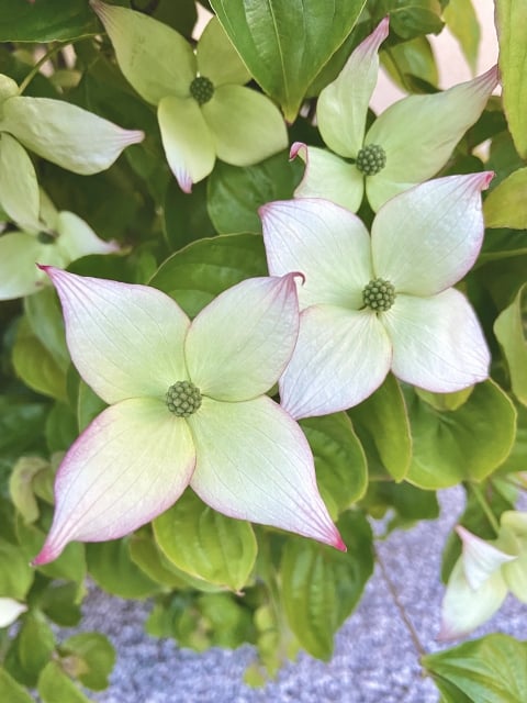 ヤマボウシの花言葉は「友情」。