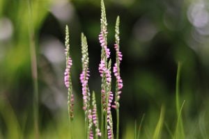 ネジリバナ　花言葉「思慕」