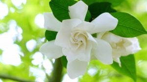 クチナシ　花言葉「私は幸せ」