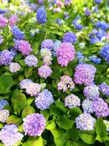 紫陽花(あじさい)を胸に咲かせて庭持たず