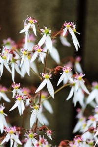 ユキノシタ　花言葉 「謙遜」 「愛よ甦れ」 「困難に負けない」