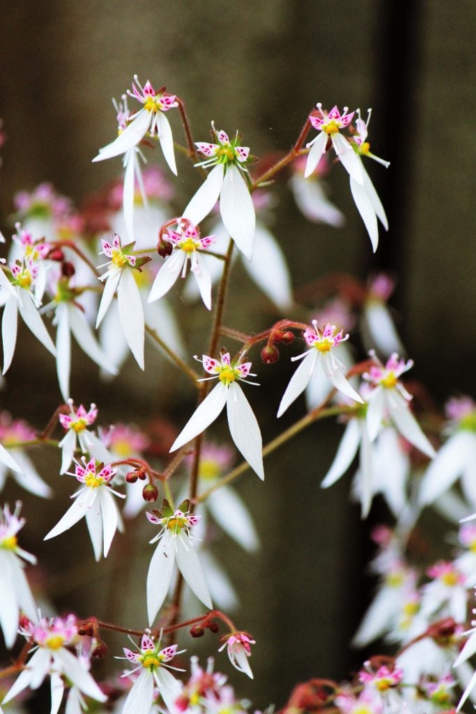 ユキノシタ　花言葉 「謙遜」 「愛よ甦れ」 「困難に負けない」