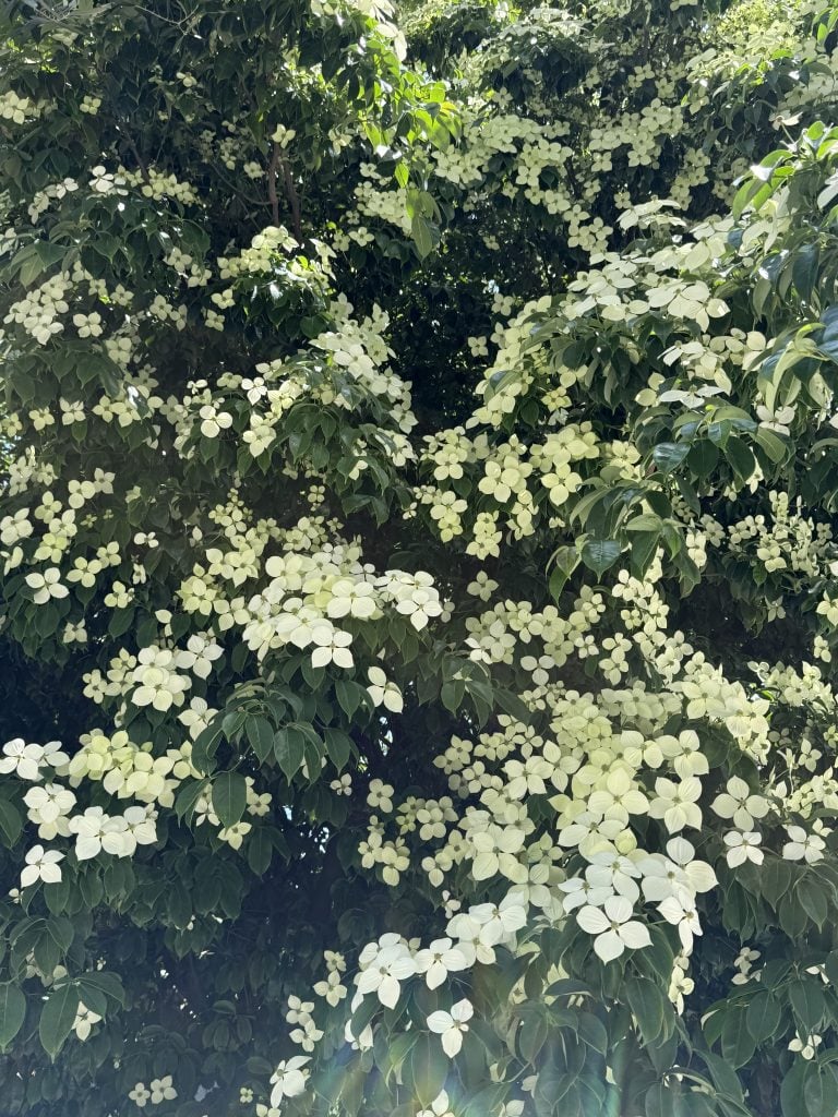 ヤマボウシの花言葉は「友情」。