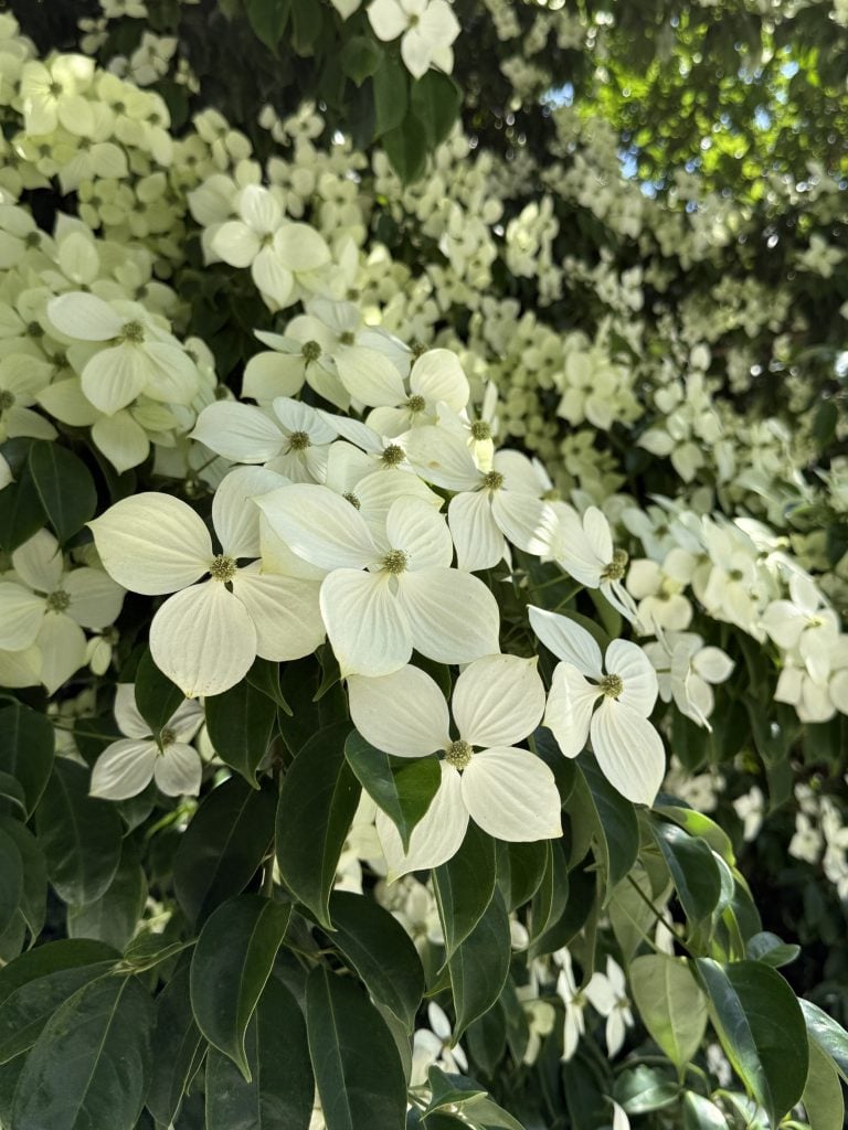 ヤマボウシの花言葉は「友情」。