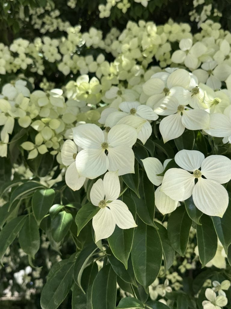 ヤマボウシの花言葉は「友情」。