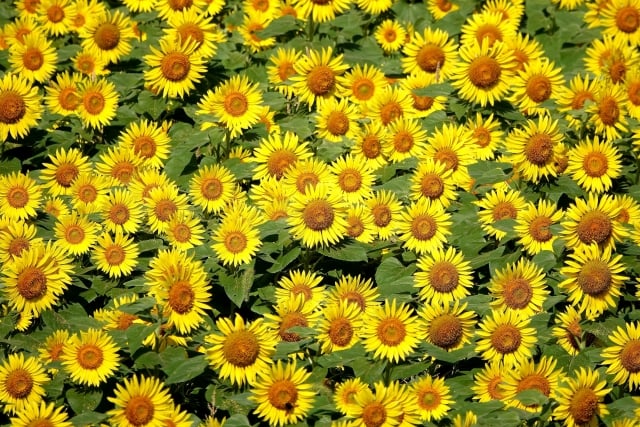 ひまわり　花言葉「あなたをみつめる」