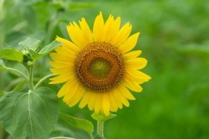 ひまわり　花言葉「あなたをみつめる」