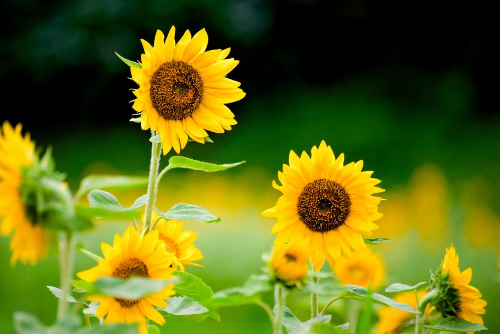 ひまわり　花言葉「あなたをみつめる」