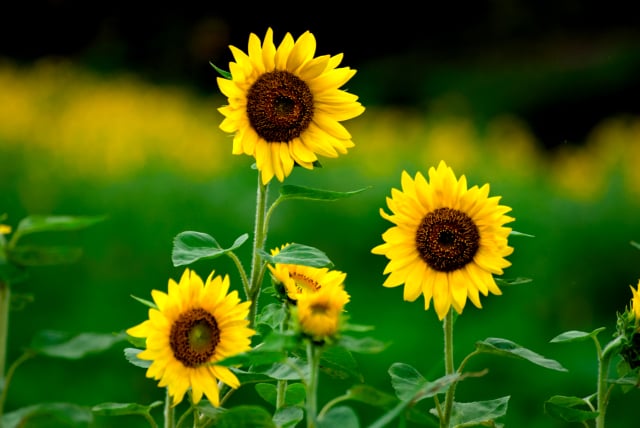 ひまわり　花言葉「あなたをみつめる」