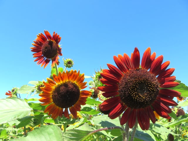 ひまわり　花言葉「あなたをみつめる」