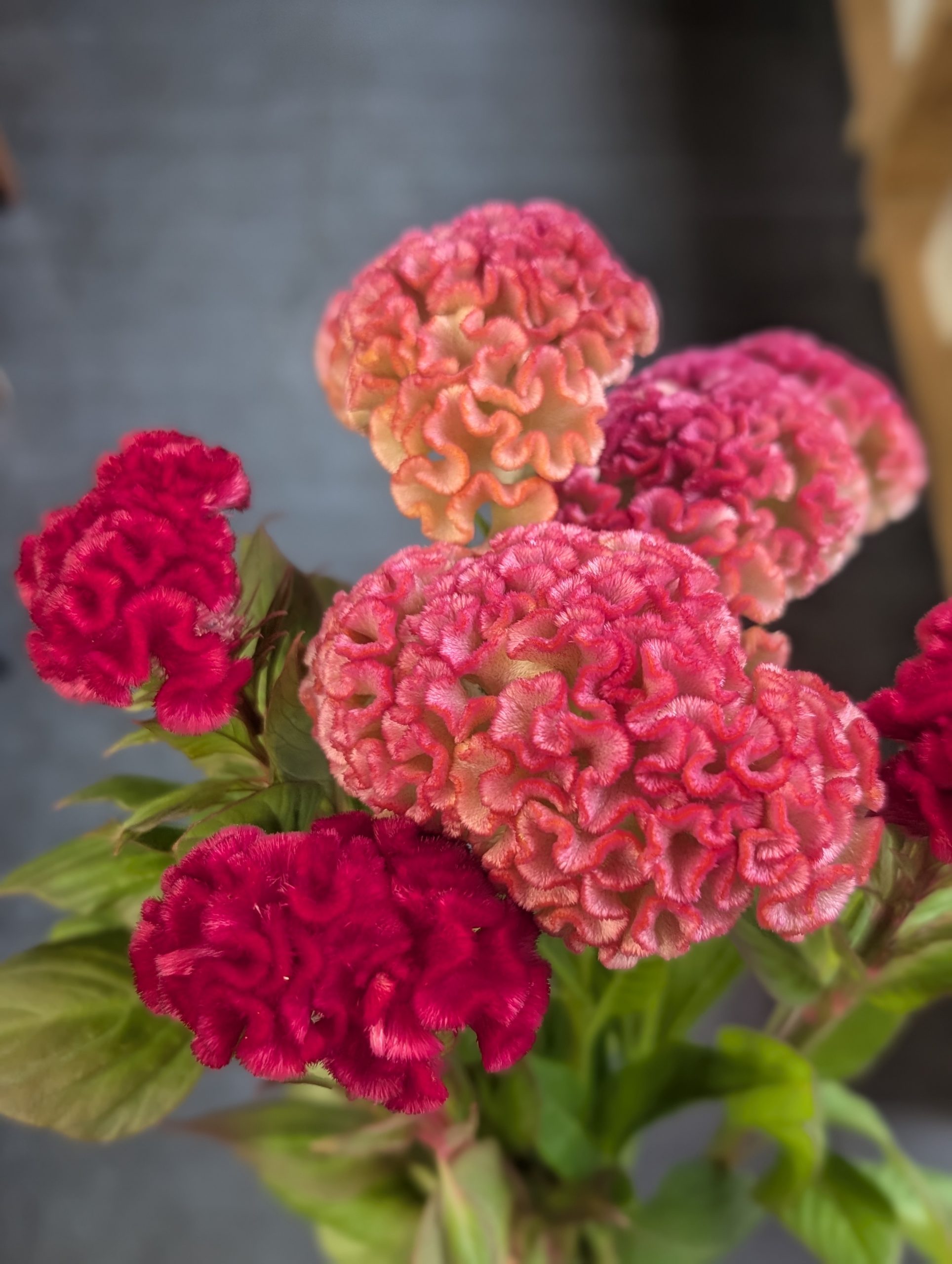 敬老の日と子供たち