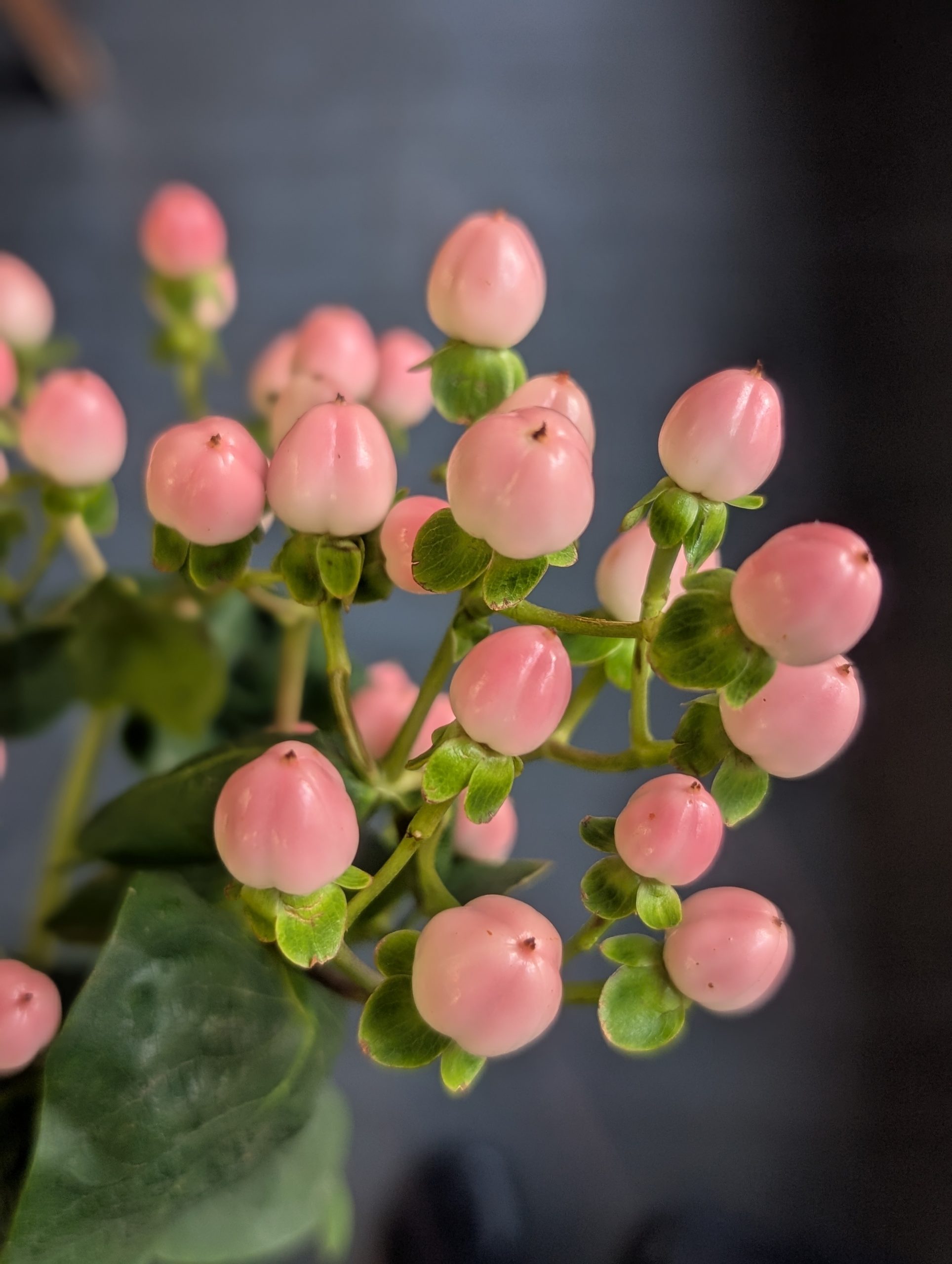 花以想の働きかた。パート編