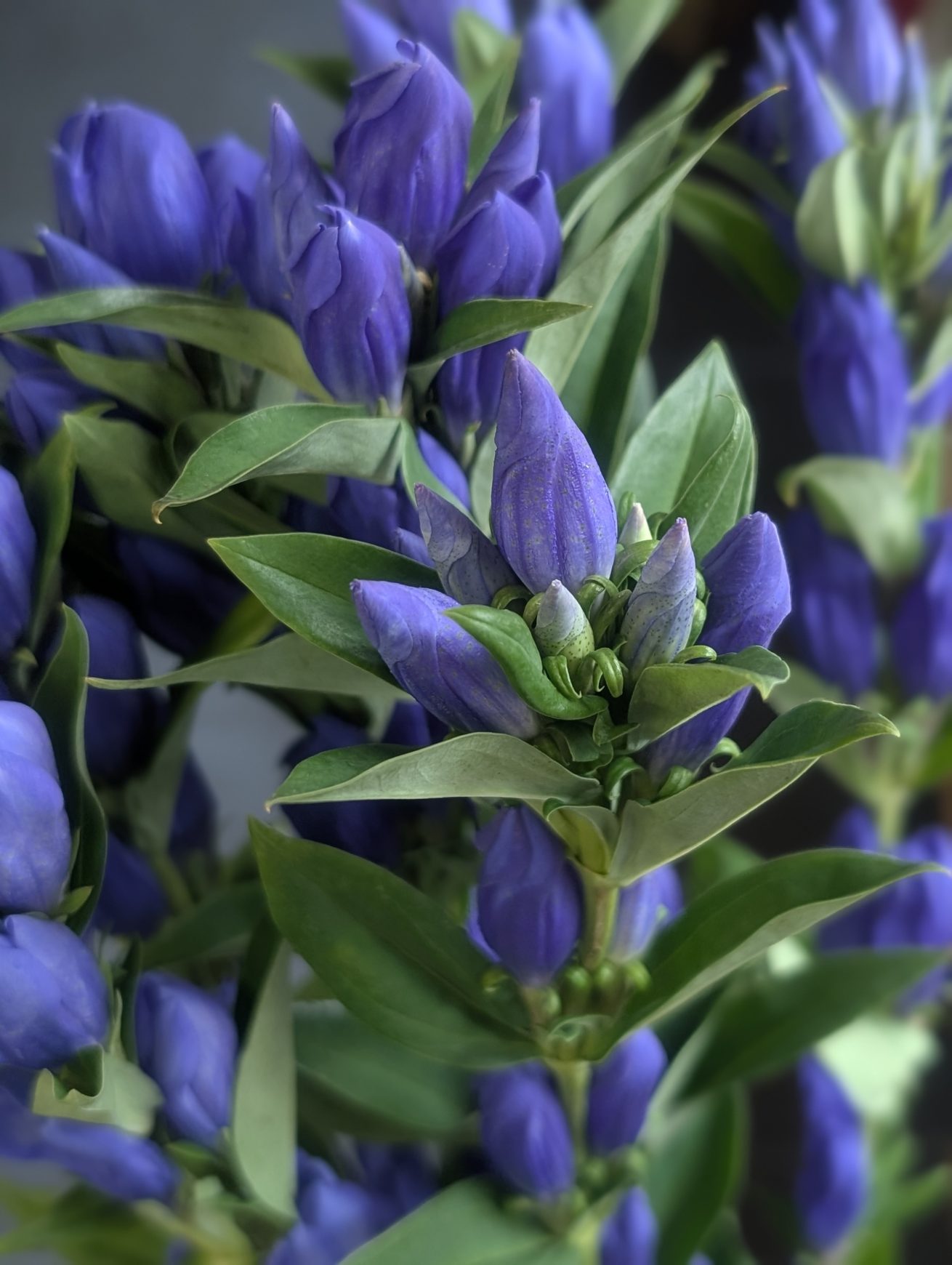 リンドウ　花言葉「勝利・正義・誠実」