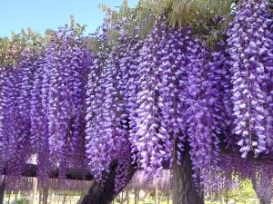 古希は７０、喜寿は７７のお祝いです。