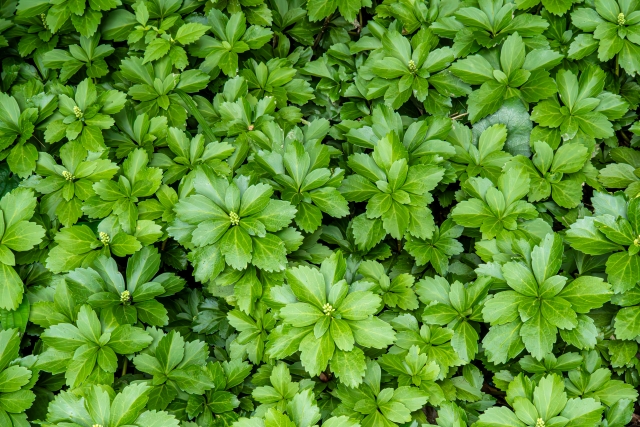 緑寿(ろくじゅ)とは?66歳を祝う新しい長寿祝いと花贈りのマナー