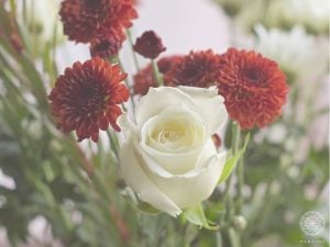 月命日と祥月命日の違いとは？｜意味とお供え花を選ぶ際のポイント