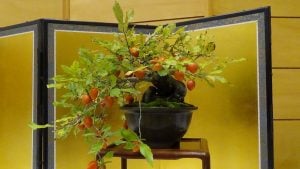 【文化の日に知る】叙勲・勲章・褒章のお祝いと正しい贈り物マナー