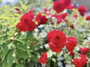 知りたい！「三回忌に使ってはいけない花の色ってありますか？」