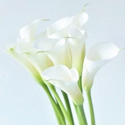 カラー、トルコキキョウなど清らかで落ち着いた花