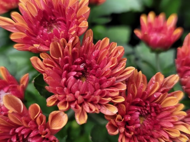 11月の花 菊 晩秋のごあいさつに