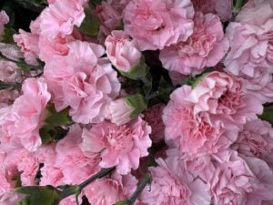 感謝の気持ちを伝える方法｜おすすめの花と言葉の例文